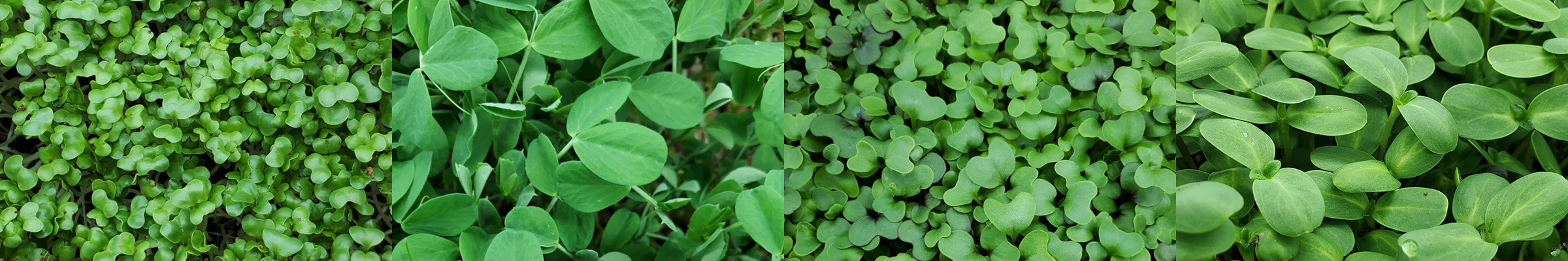 Collage of Microgreens